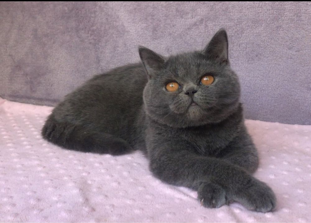 Котик британский.