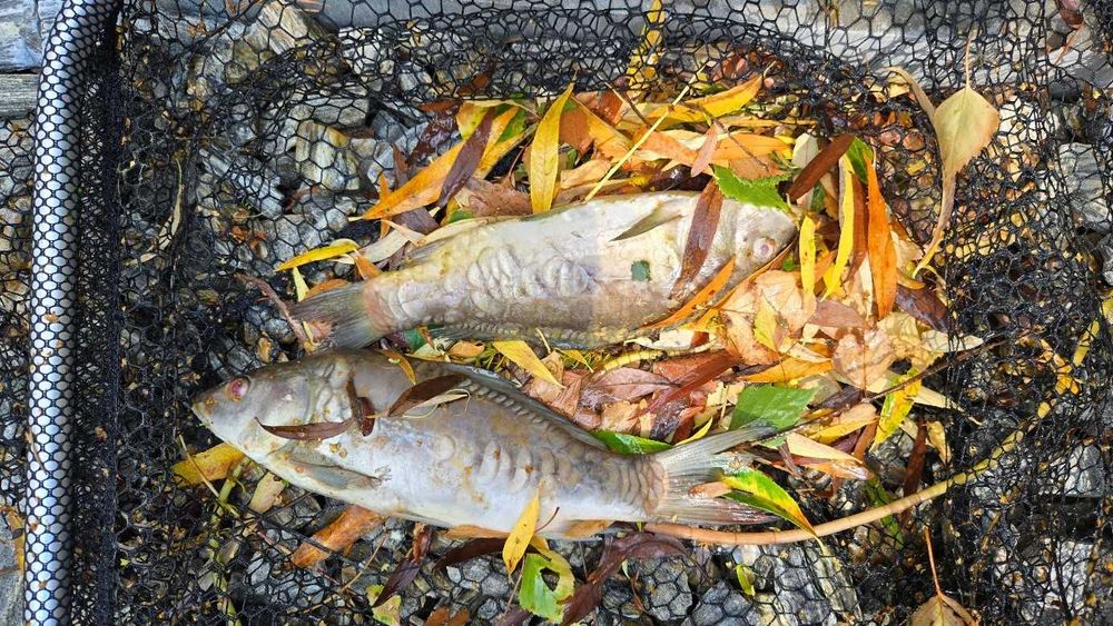 Narybek i większe karpie - chore grudzień święta