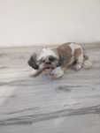 Shih TZU TRI kolor sunia osiem miesięcy