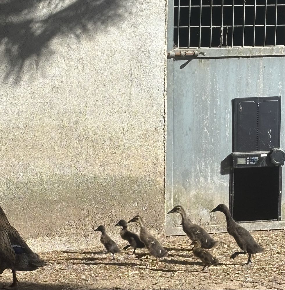 Patinhos corredores