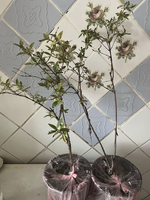 Жимолость сорт Роксана.4х летки.