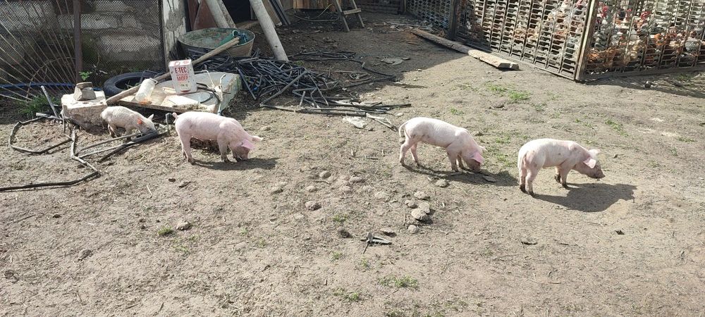Продам маленьких поросят +підрощені