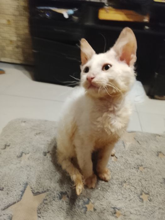 Котик донской. Сфинкс. Браш род. 17 09