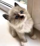 Котенок рэгдолл 2мес котята регдол кошечка  ragdoll окрас поинт кошеня