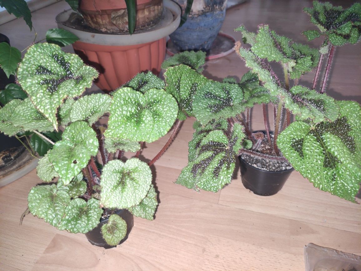 Begonia kwiat doniczkowy masoniana