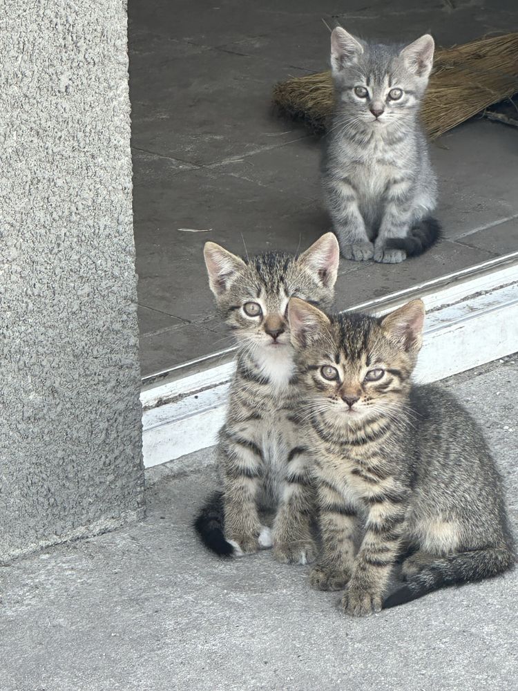 Котики в добрі руки оплачу стерилізацію