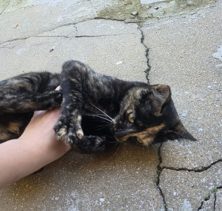 Gata para adoçar 6 meses