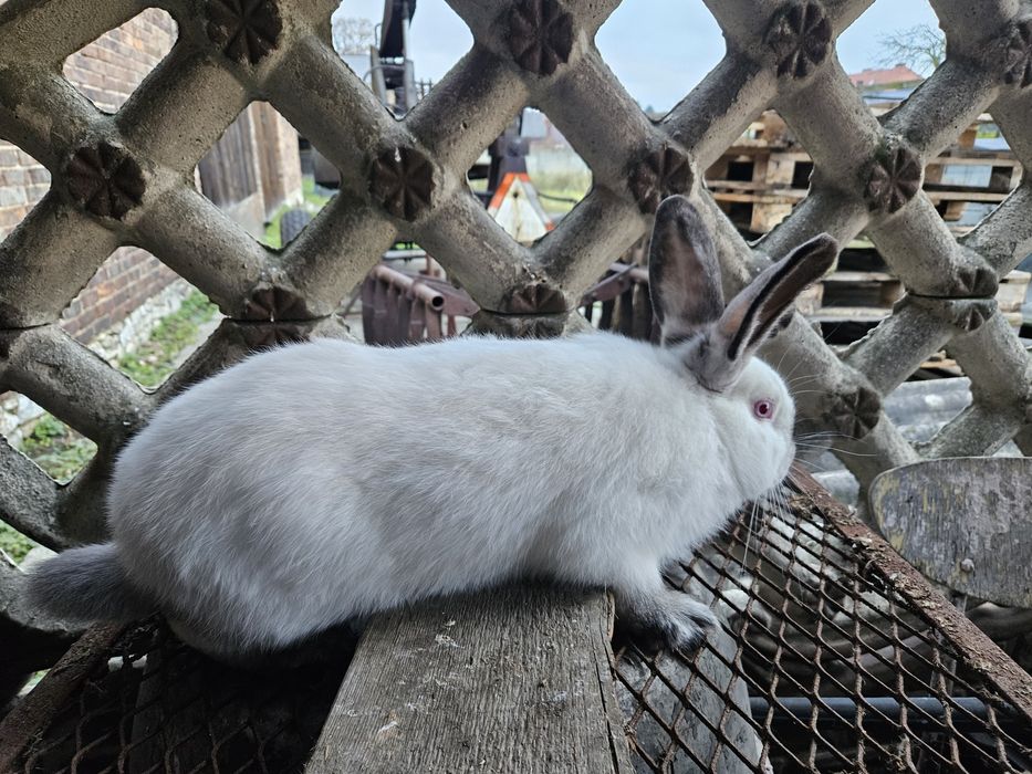 Królik kalifornijski czarny samiec