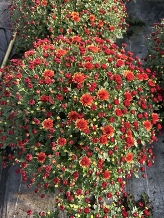 Aktualizacja Zdjęc. Chryzantema Doniczkowa 2025