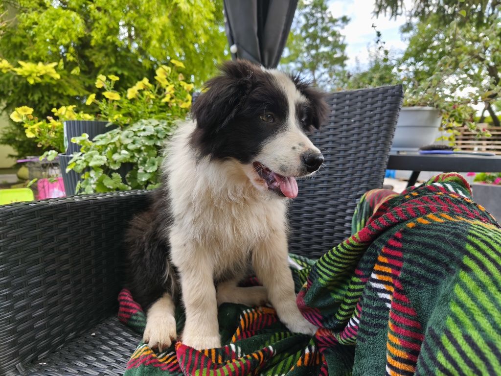 Border Collie Samiec
