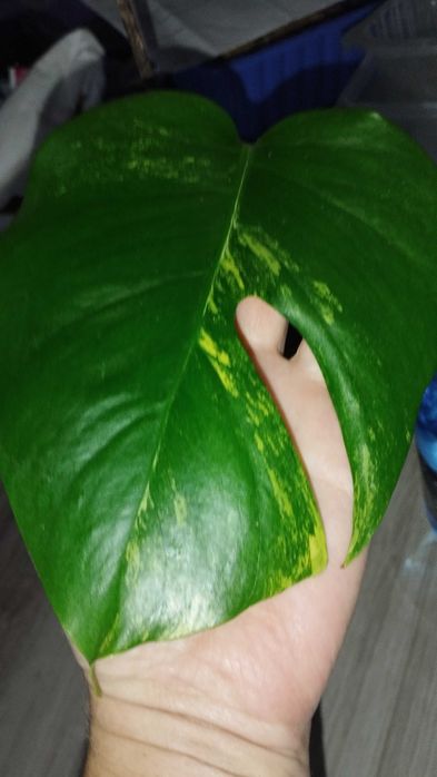 Monstera YELLOW SPLASH Aurea Marmorata Variegata ukorzeniona