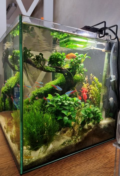 Аквариумный мох,растения для аквариума,разные виды