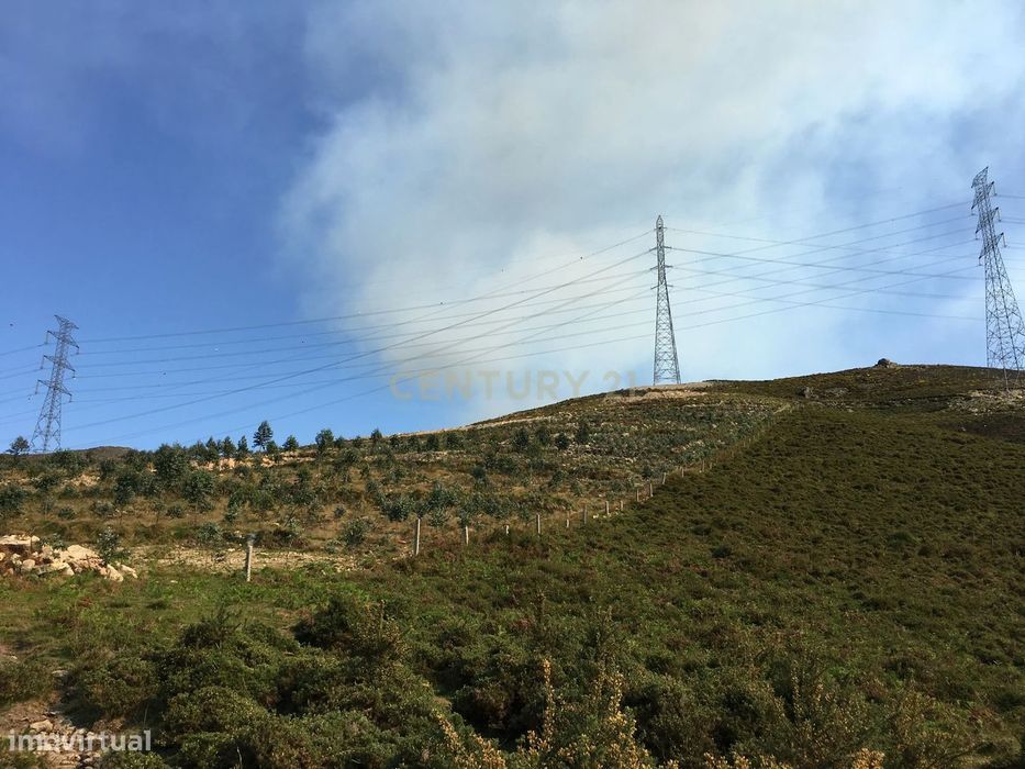 Terreno com 29500 m2 e cerca de 3000 pés de eucaliptos.