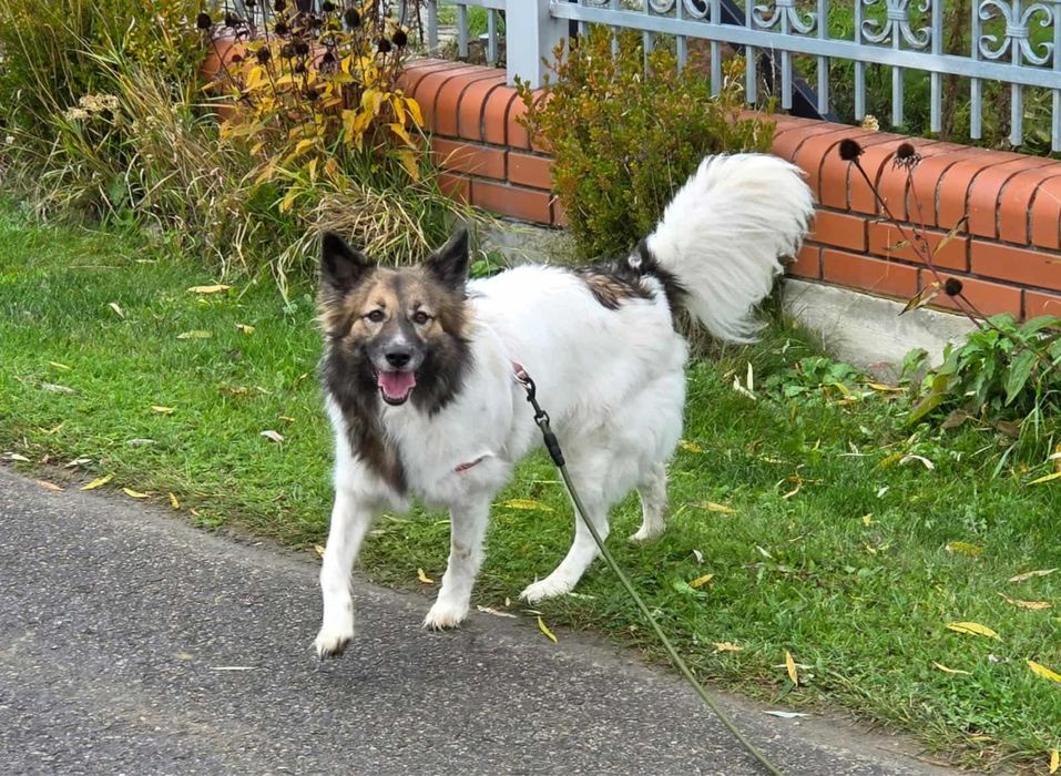 Suczka w typie border collie !