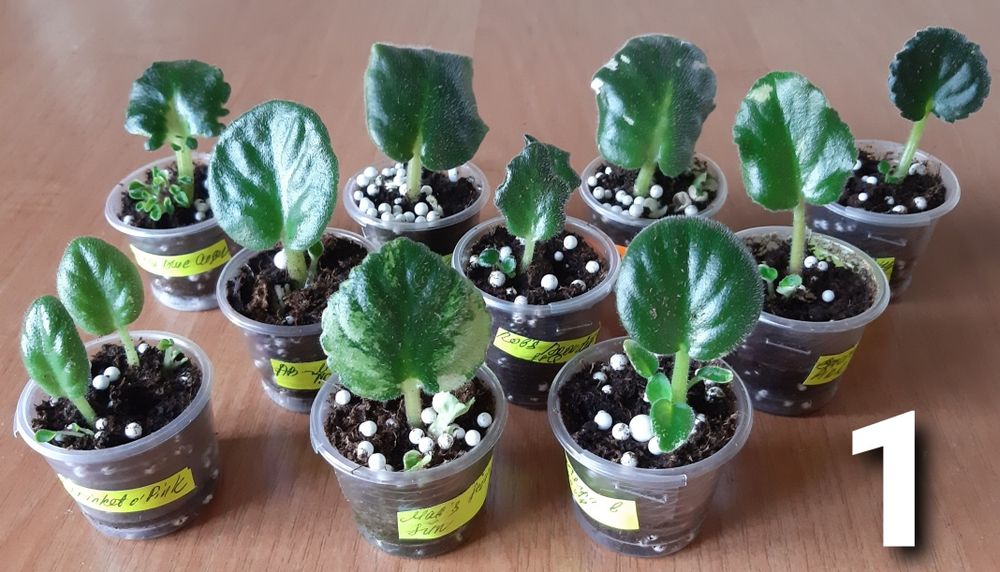 Вкорінені листочки фіалок напівміні/міні + с/з листи в подарунок