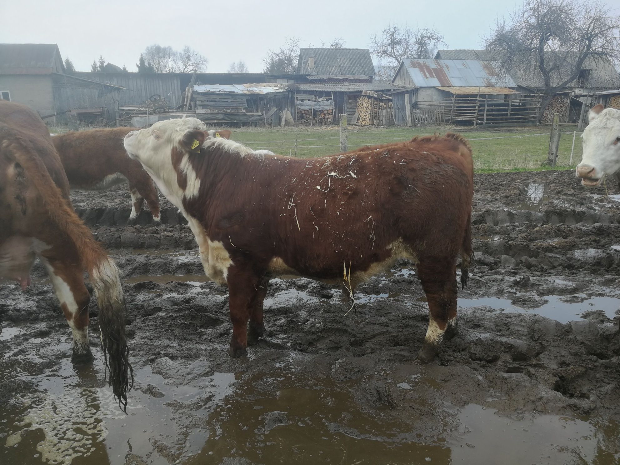 Byczki odsadki hereford