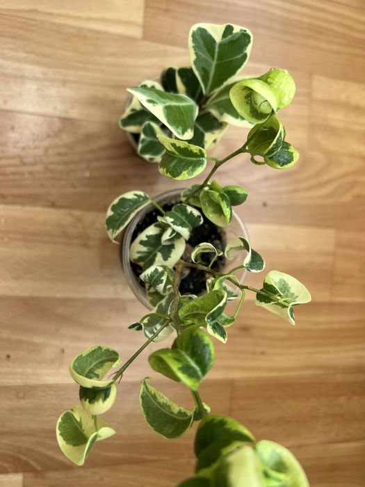 Фікус коконат крем алі амстел голд