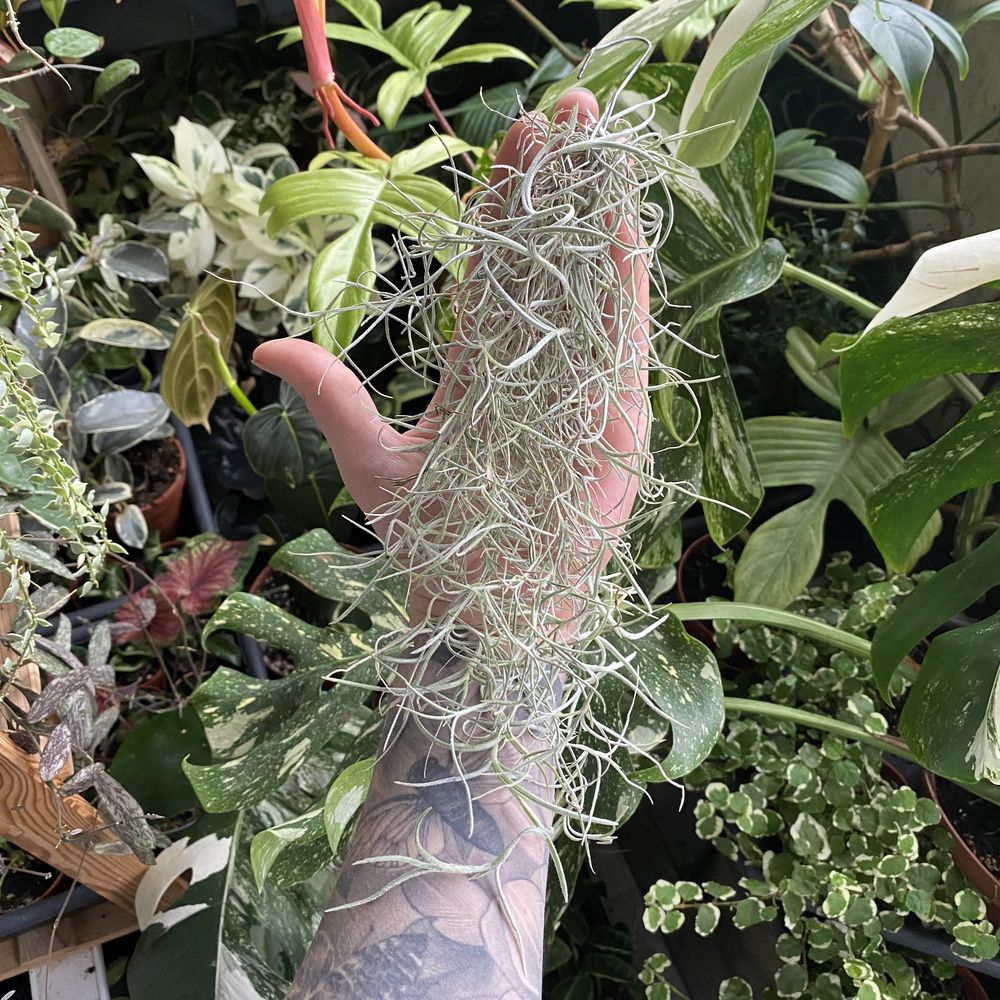 Тілландсія Tillandsia usneoides