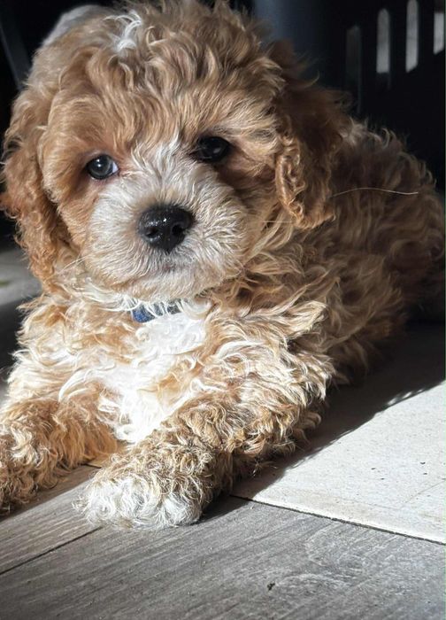 Maltipoo f1 uroczy chłopak Po dwóch szczepieniach. Gotowy do odbioru.