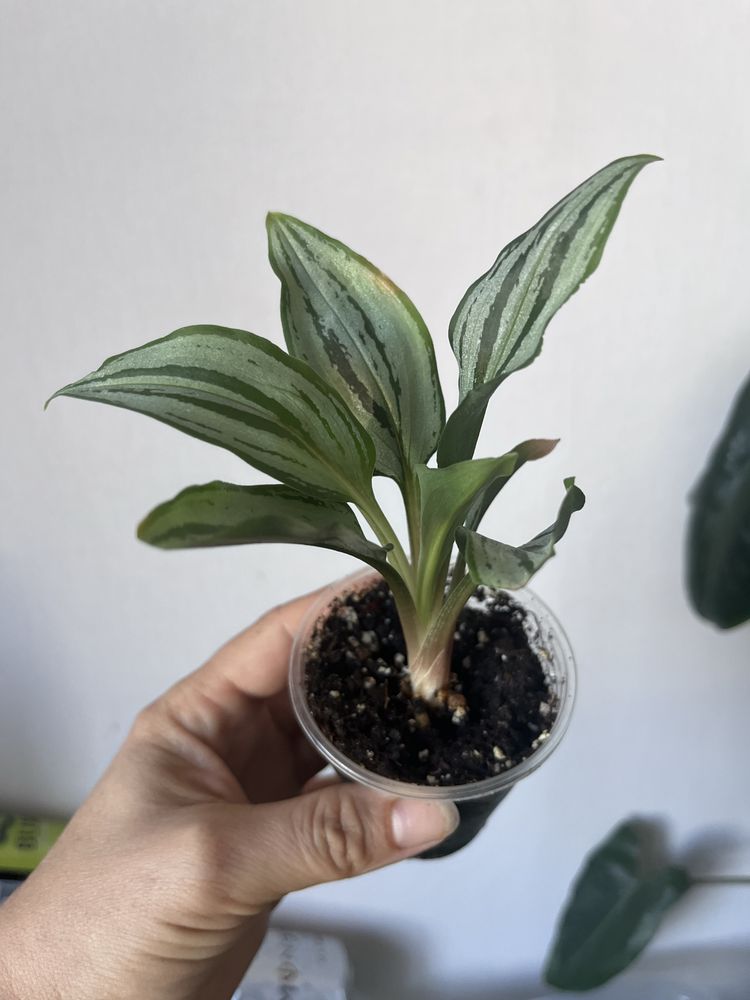 Саргоглотіс Sarcoglottis Sceptrodes*Sib, Лудізія Альба, дісколор,