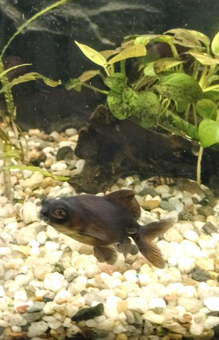 Welon ryba akwariowa