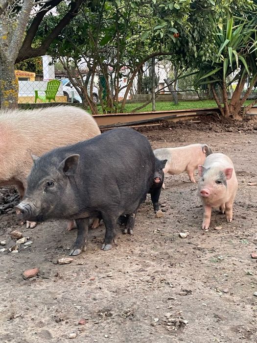 Porcos pig e vietnamitas.