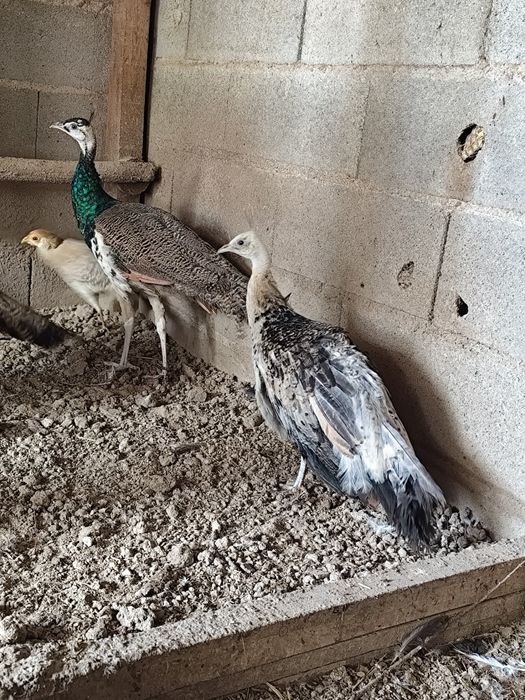 2 casais de Pavões de 2025