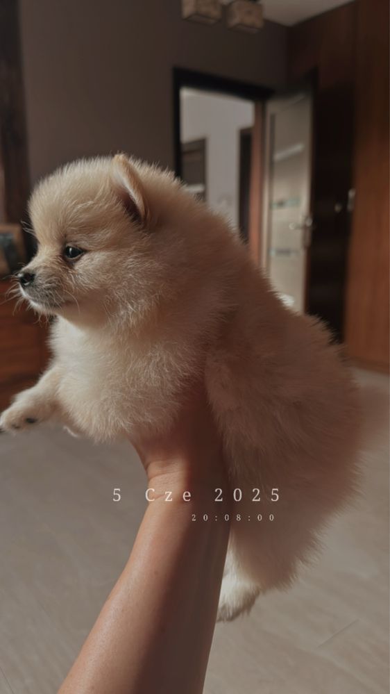 Pomeranian szpic miniaturowy gotowy do odbioru