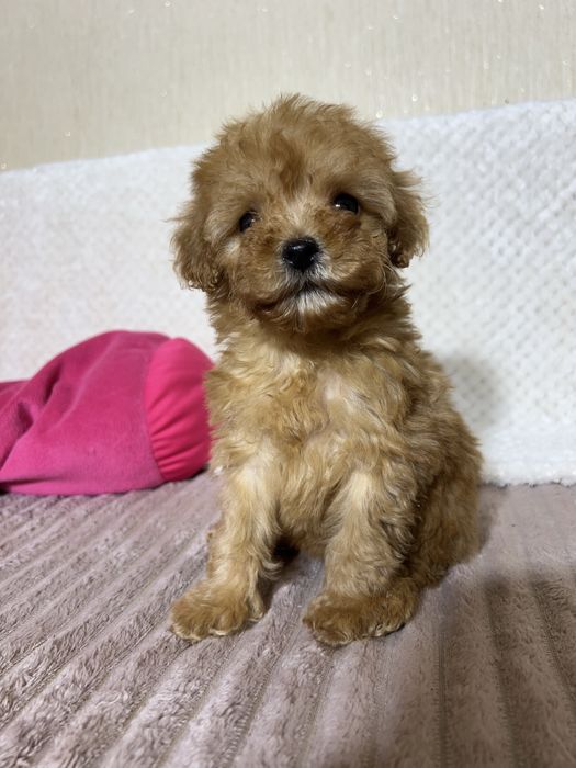 Мальтипу Ф1. Дівчинка міні