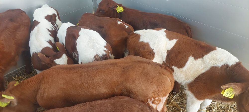 Byczki mięsne cielęta