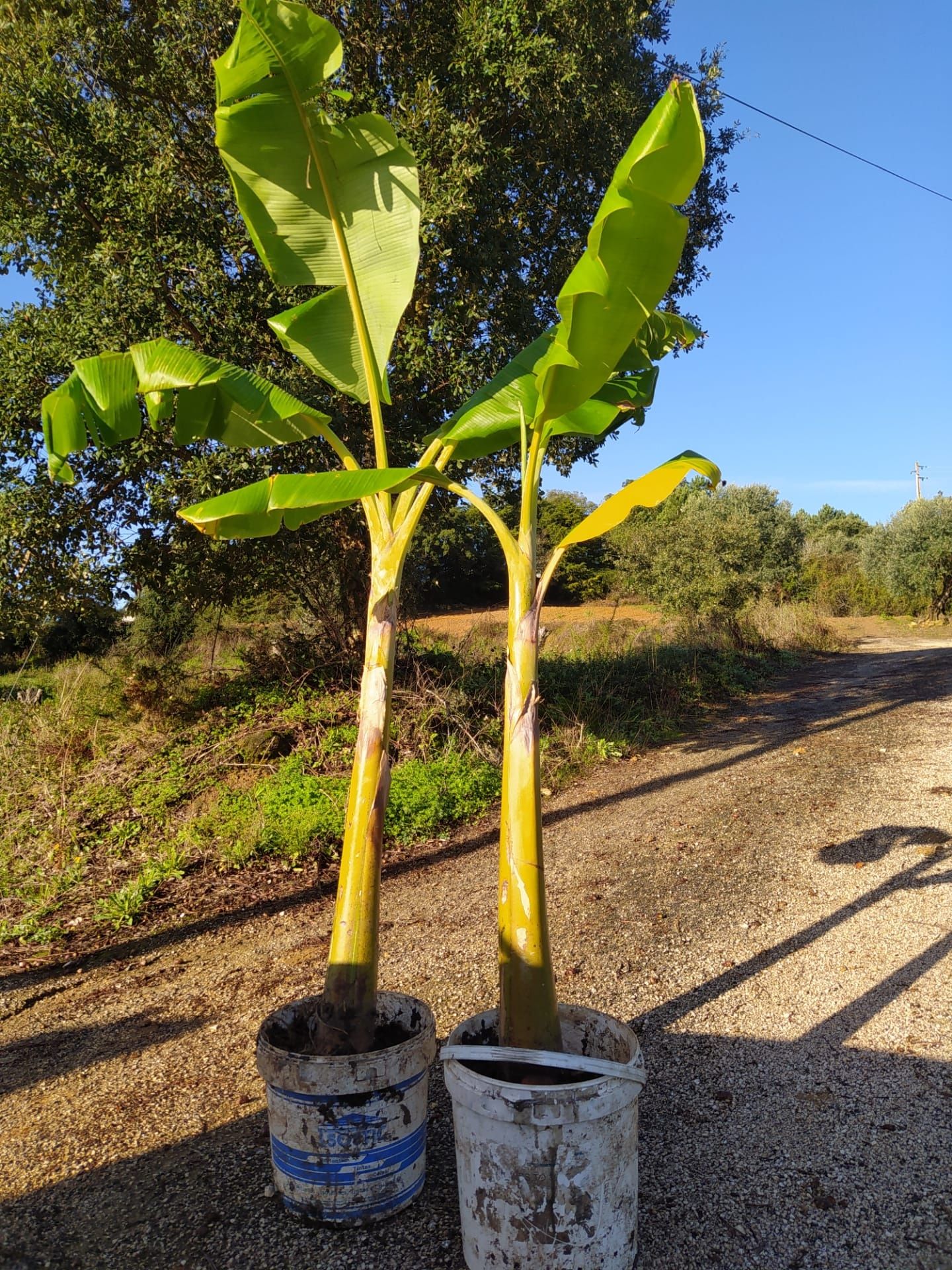 Bananeira Bananeiras Vários tamanhos