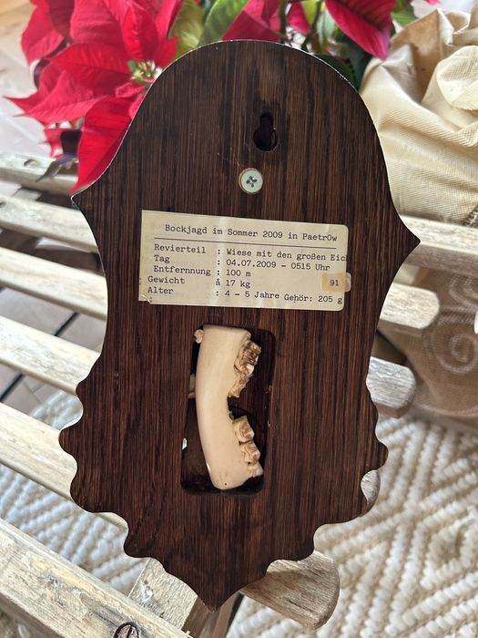 Trofeum myśliwskie/łowieckie jeleń/kozioł z opisem