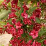 Krzewuszka cudowna weigela red prince hurt detal