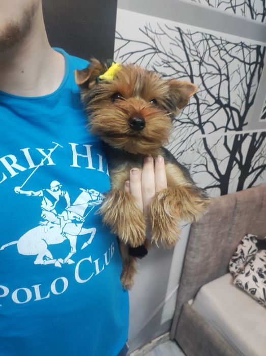 Красуня стандарт вік 7 міс  з усіма щепленнями.сказ.