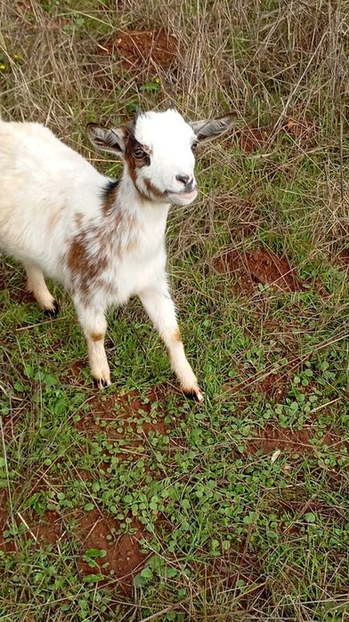 Cabritos anões (várias idades)