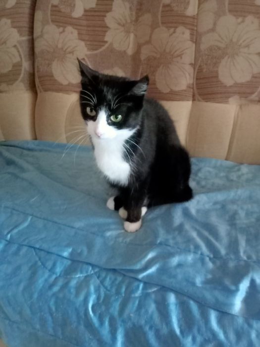 В добрі руки віддам кішечку (8) місяців.