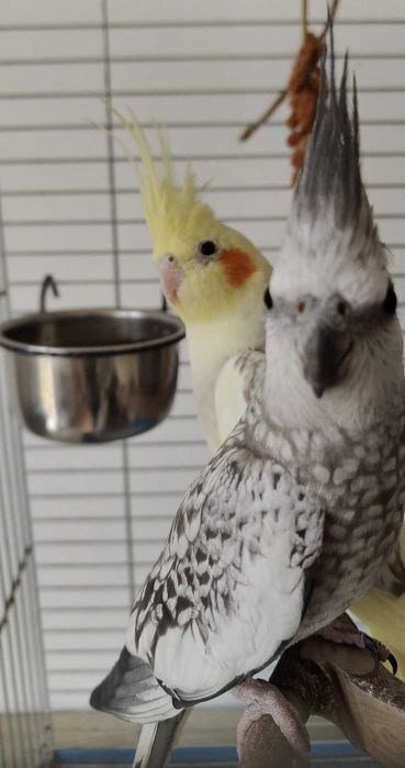 Sprzedam 3 papugi nimfy z klatką