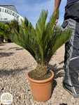 Cycas revoluta, Sagowiec, pień 10-15cm, 15-20cm, 20-30cm, 50-60cm