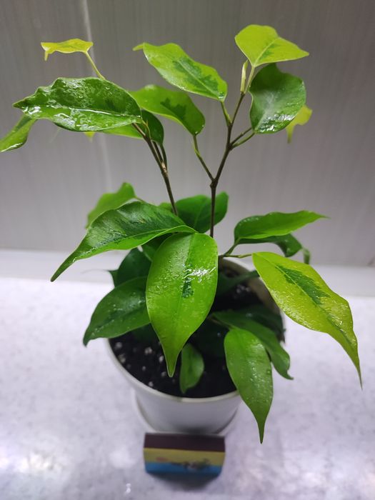 Фикус "Реджинальд"