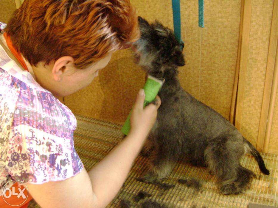 Kurs strzyżenia psów Kurs groomerski kurs groomingu mamy psy czwiczeń
