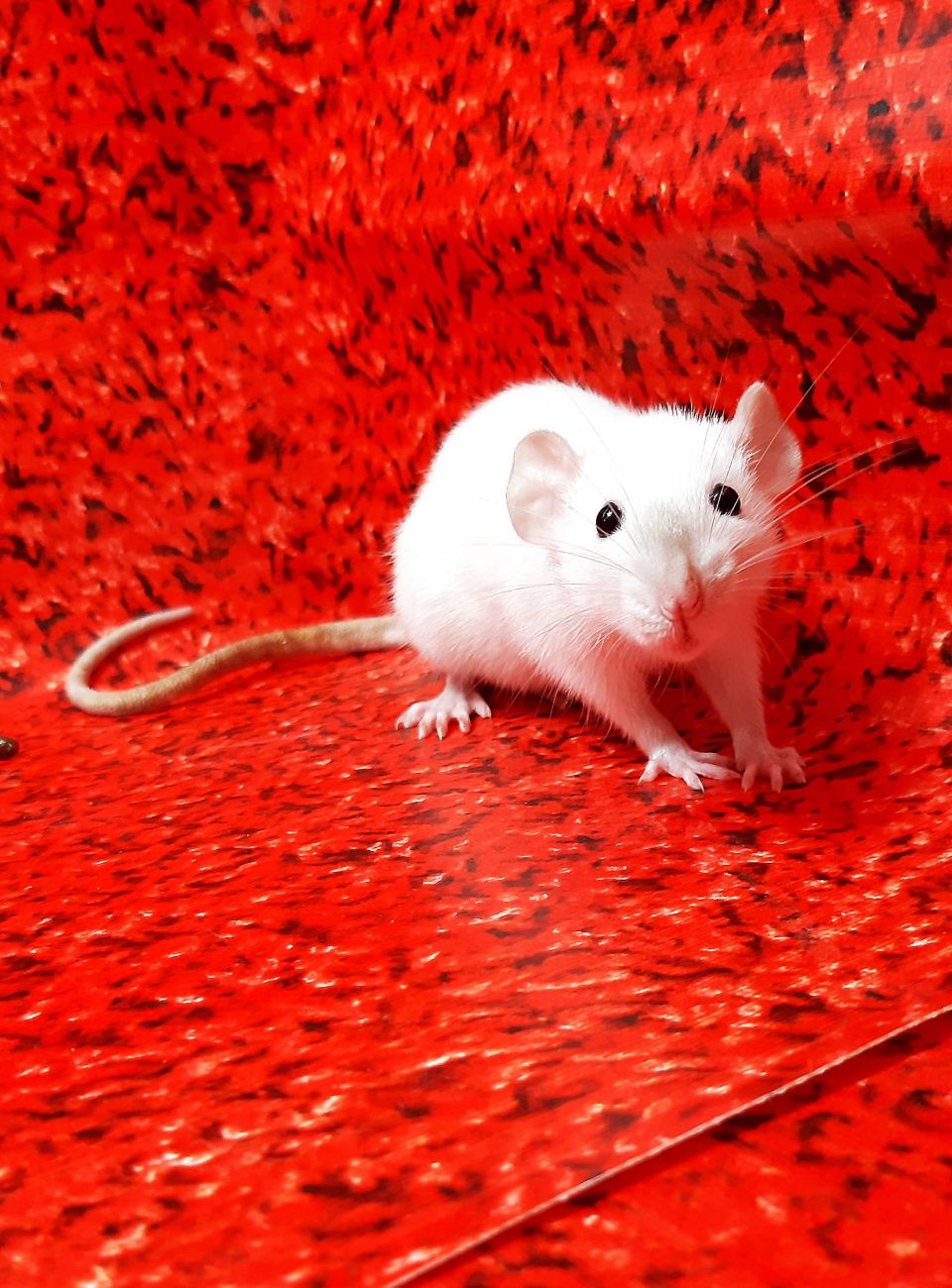 Крысы дамбо,крыски,крысята,клетки,корма,аксессуары