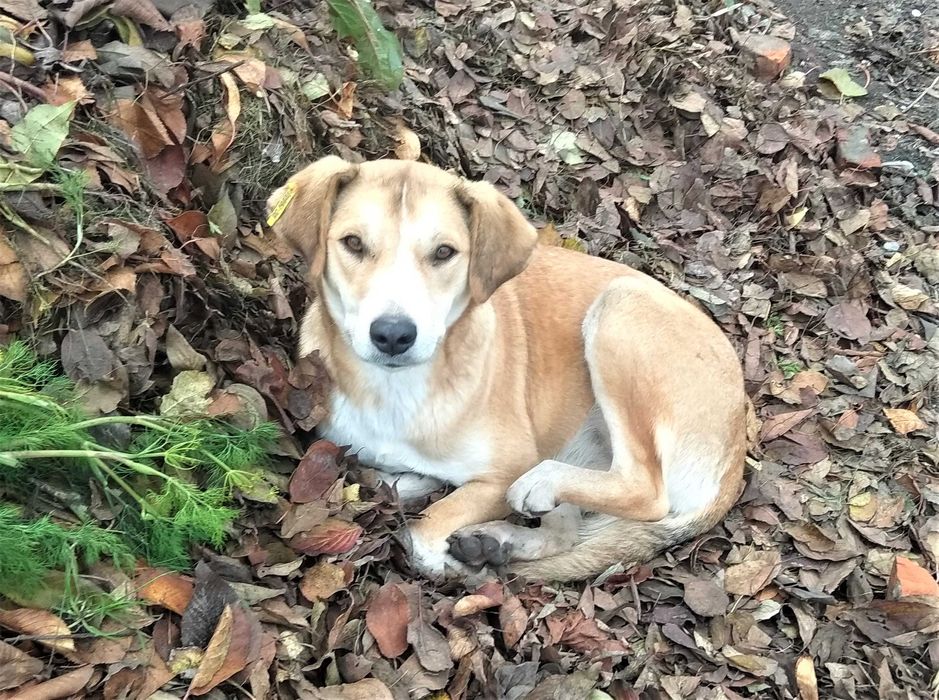 Стерилізована Емма шукає дім