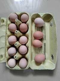 Jaja perlicze lęgowe i konsumpcyjne
