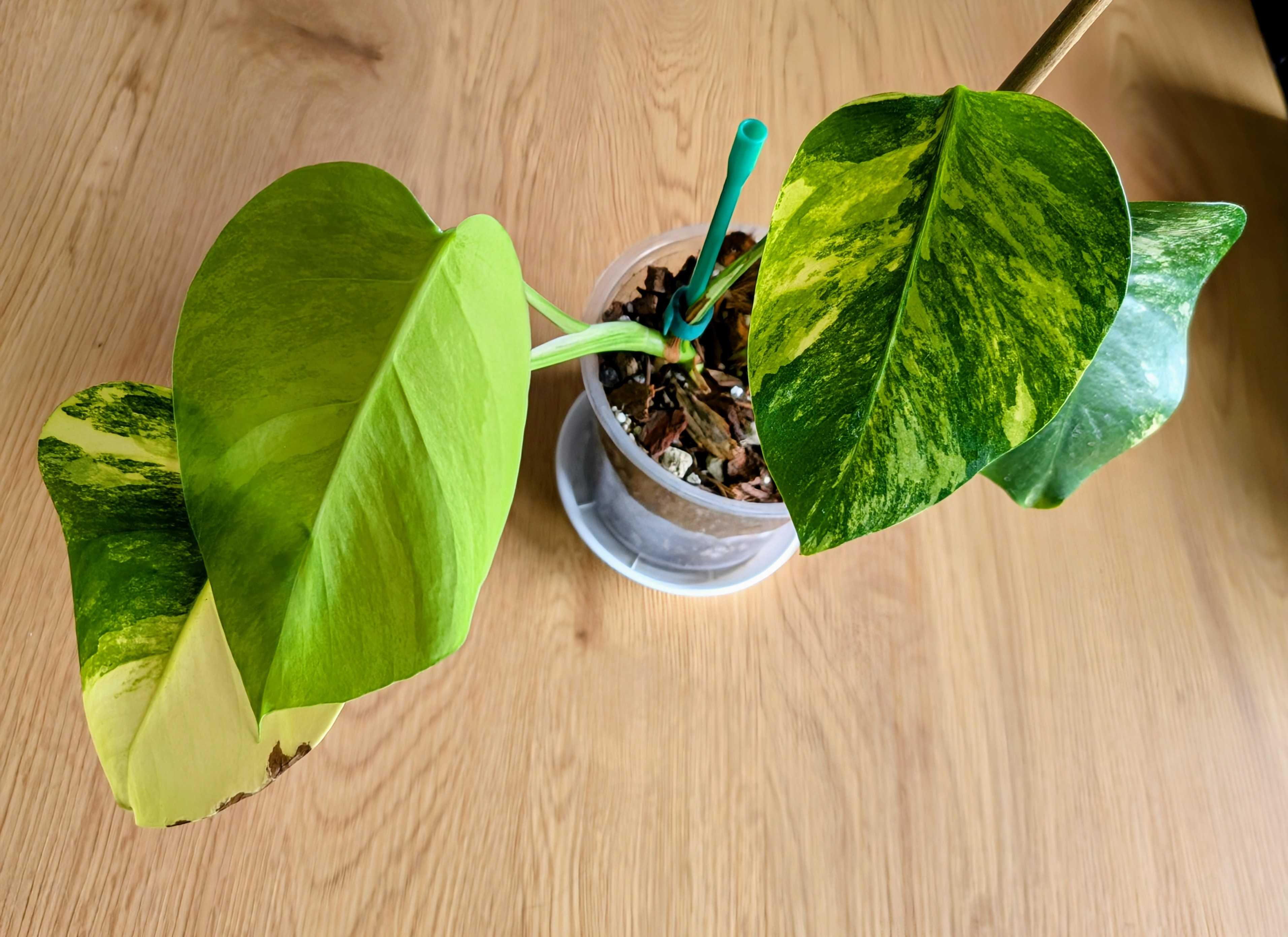 Monstera 'Marmorata Aurea'