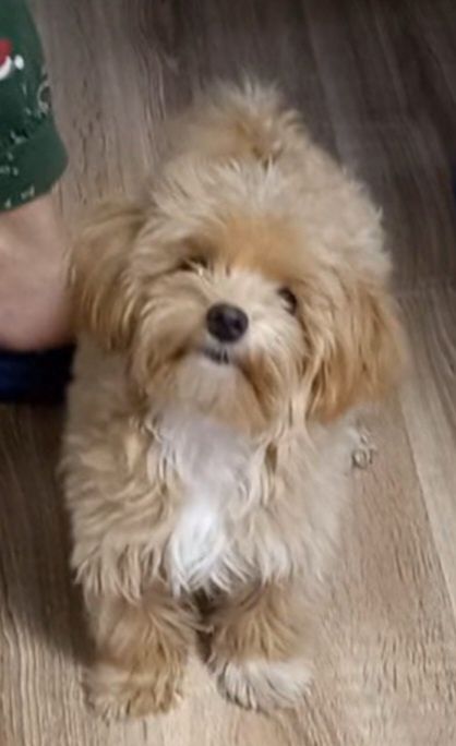 Мини мальчик беби фейс мальтипунчик красотунчик