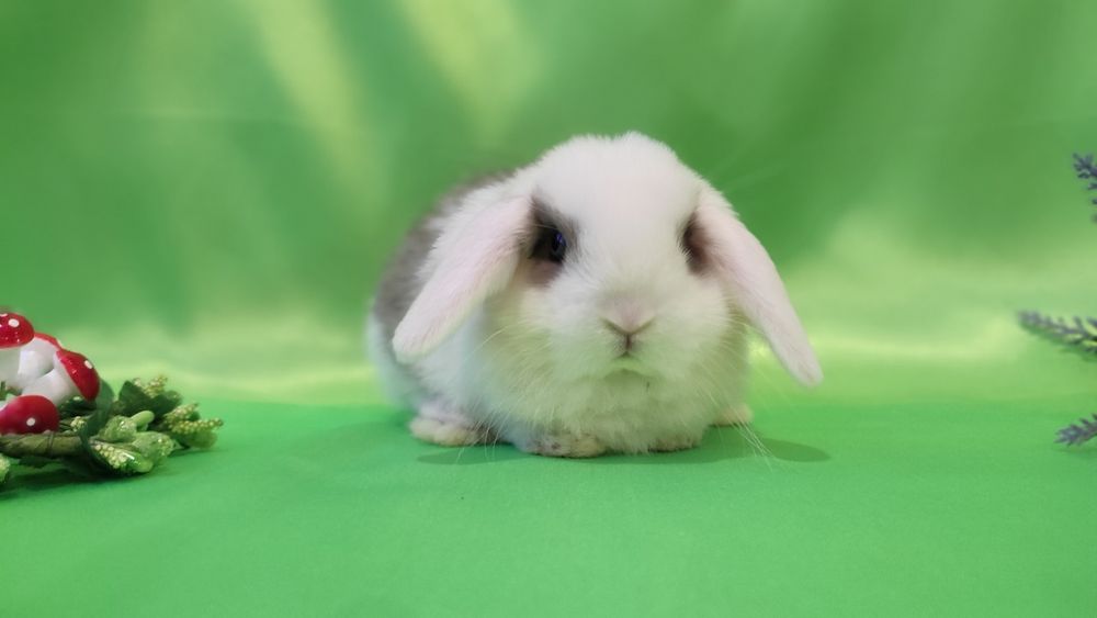 Карликові кроленята, породисті баранчики висловухі, NHD -найменші.