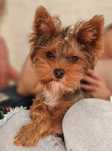 Yorkshire terrier dziewczynka do rezerwacji
