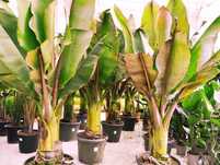 Impressionantes Bananeiras vermelhas XL, Ensete ventricosum maurelli