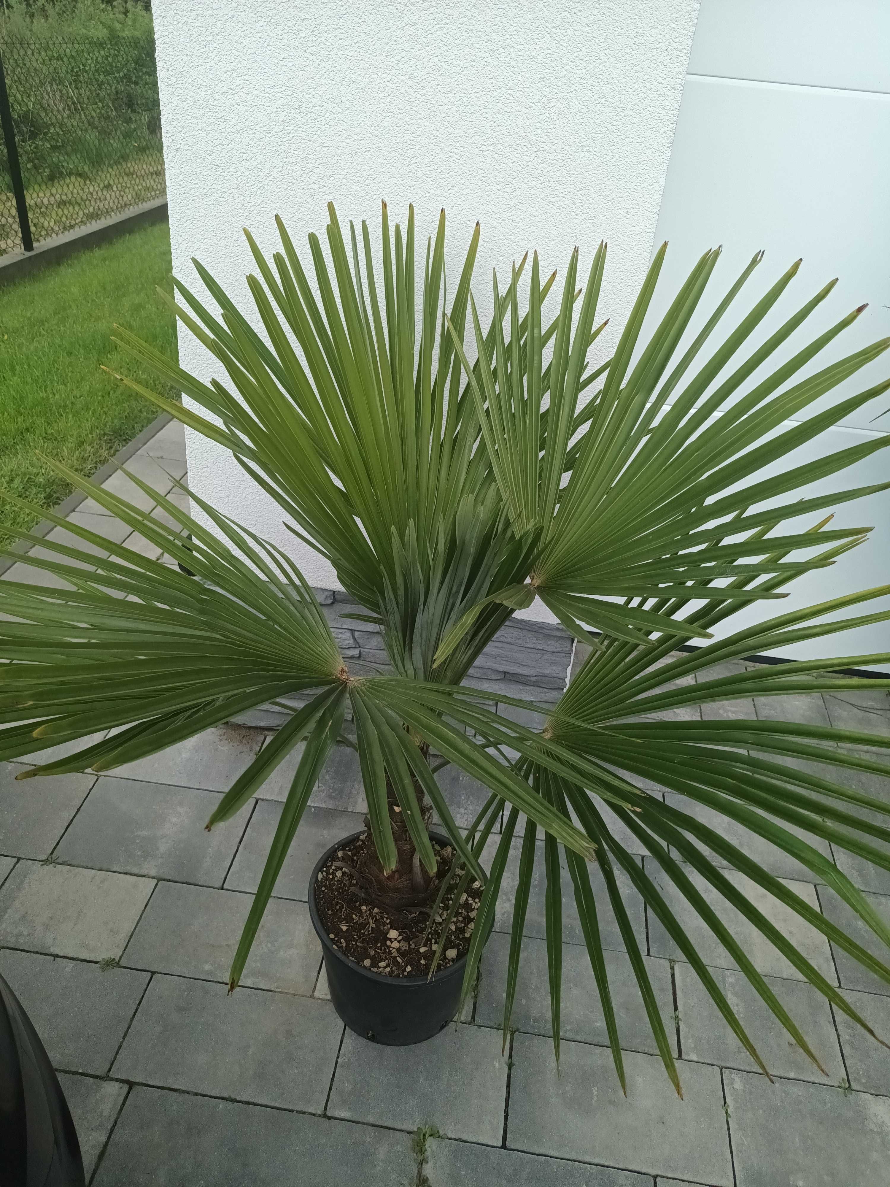 Palma Trachycarpus Fortunei Szorstkowiec Fortunego HIT DO OGRODU!
