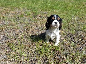 Cavalier king charles spaniel